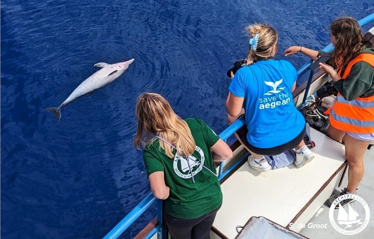 Σχηματίστηκε δικογραφία για τη θανάτωση ζωνοδέλφινων στο Βορειοανατολικό Αιγαίο