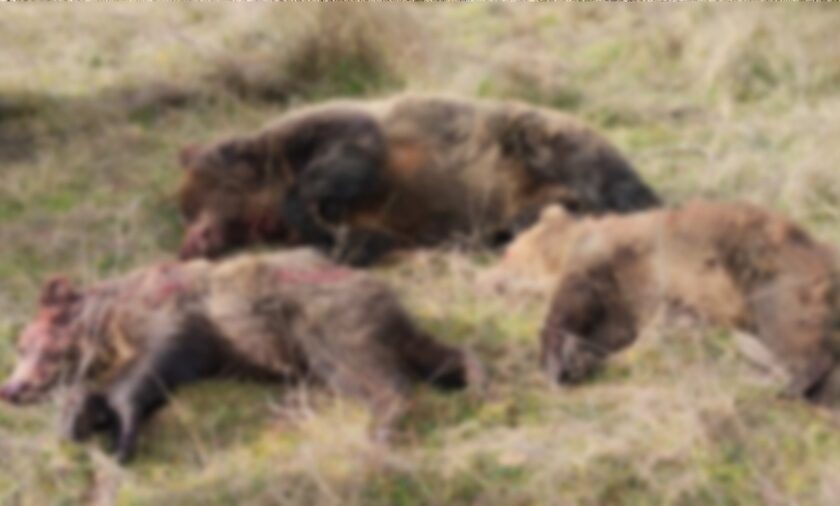 Μάστιγα οι δολοφονίες άγριων ζώων στην Ελλάδα - Η ανακοίνωση του Αρκτούρου για τις 3 νεκρές αρκούδες