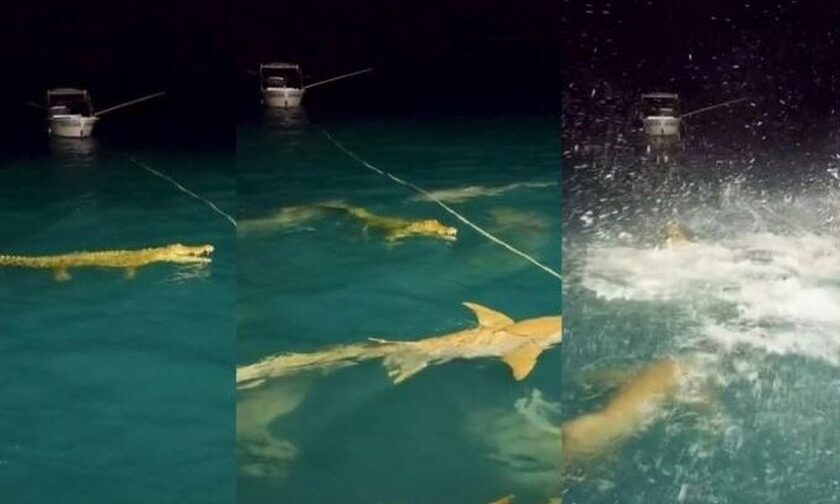 H μητέρα των μαχών: Δεκάδες καρχαρίες περικύκλωσαν και επιτέθηκαν σε ανυποψίαστο κροκόδειλο