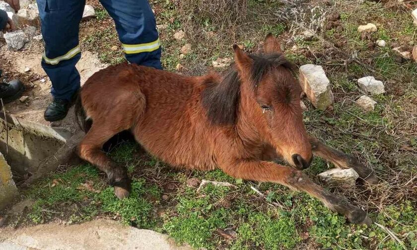 Ξάνθη: Πυροσβέστες διέσωσαν άλογο που είχε εγκλωβισθεί σε φρεάτιο (εικόνες)