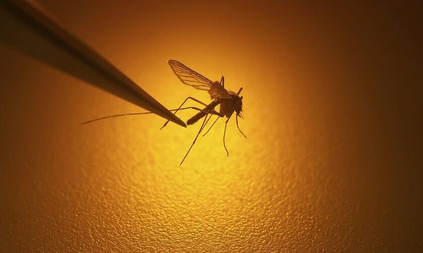 Κουνούπια: Σημαντική ανακάλυψη των επιστημόνων - Και τα αρσενικά έπιναν αίμα