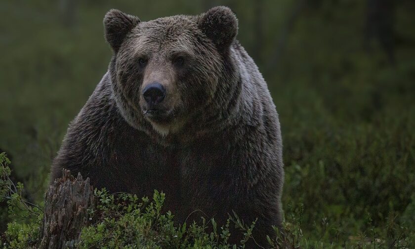H εισαγγελία του Αρείου Πάγου εποπτεύει τις έρευνες για τη θανάτωση αρκούδων στη Βόρεια Ελλάδα