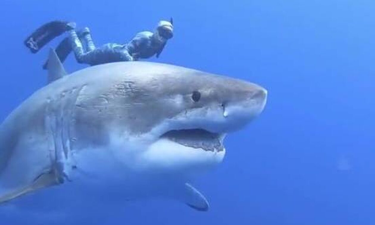 Συγκλονιστικό βίντεο – Δύτης κολυμπά δίπλα στον μεγαλύτερο λευκό καρχαρία του κόσμου