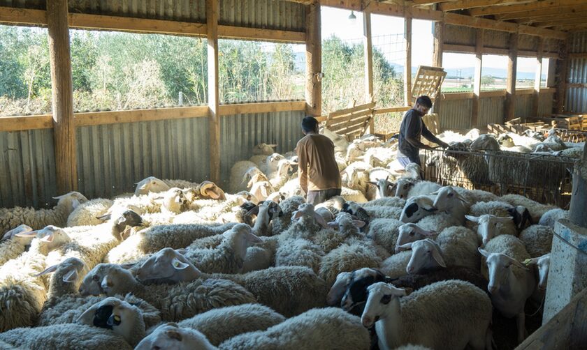 Ινδοί αγρότες έγιναν κτηνοτρόφοι σε μονάδα της Χαλκιδικής - «Η ζωή τους στην Ελλάδα είναι ωραία»
