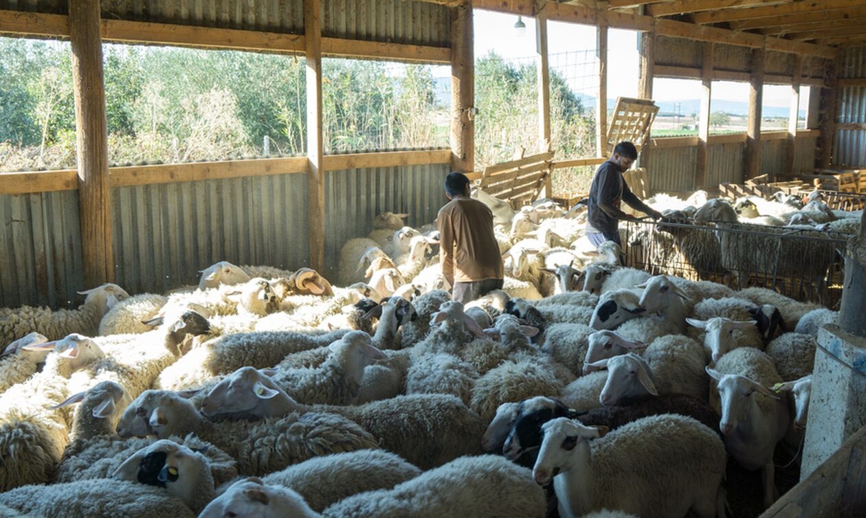 Ινδοί αγρότες έγιναν κτηνοτρόφοι σε μονάδα της Χαλκιδικής - «Η ζωή τους στην Ελλάδα είναι ωραία»