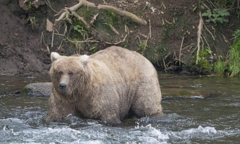 Καστοριά: Συνεχίζονται οι έρευνες για την εκτέλεση της αρκούδας και των μικρών της
