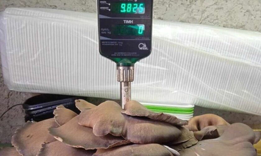 Κοζάνη: Εντόπισε γιγάντιο μανιτάρι πλευρώτους σχεδόν 10 κιλών