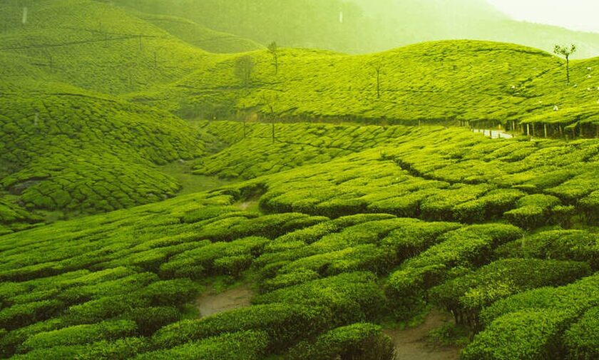 Είναι τελικά θρεπτικό το πράσινο τσάι;