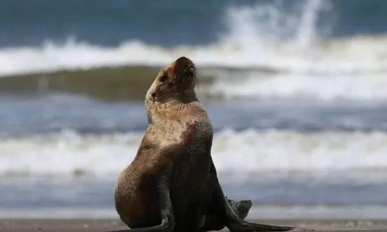 Βραζιλία: Πάνω από 900 φώκιες και θαλάσσιοι λέοντες πέθαναν από τη γρίπη των πτηνών