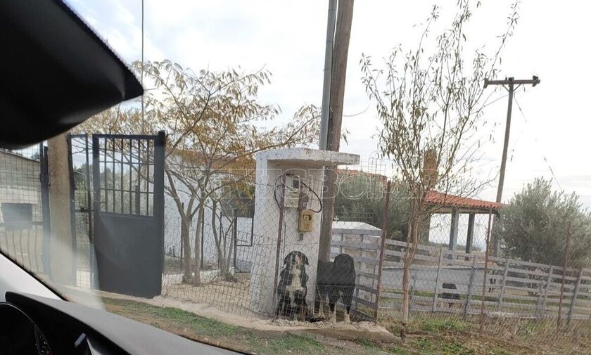Θεσσαλονίκη: Αυτά είναι τα σκυλιά που δάγκωσαν δεκάδες φορές την 50χρονη και τη σκότωσαν