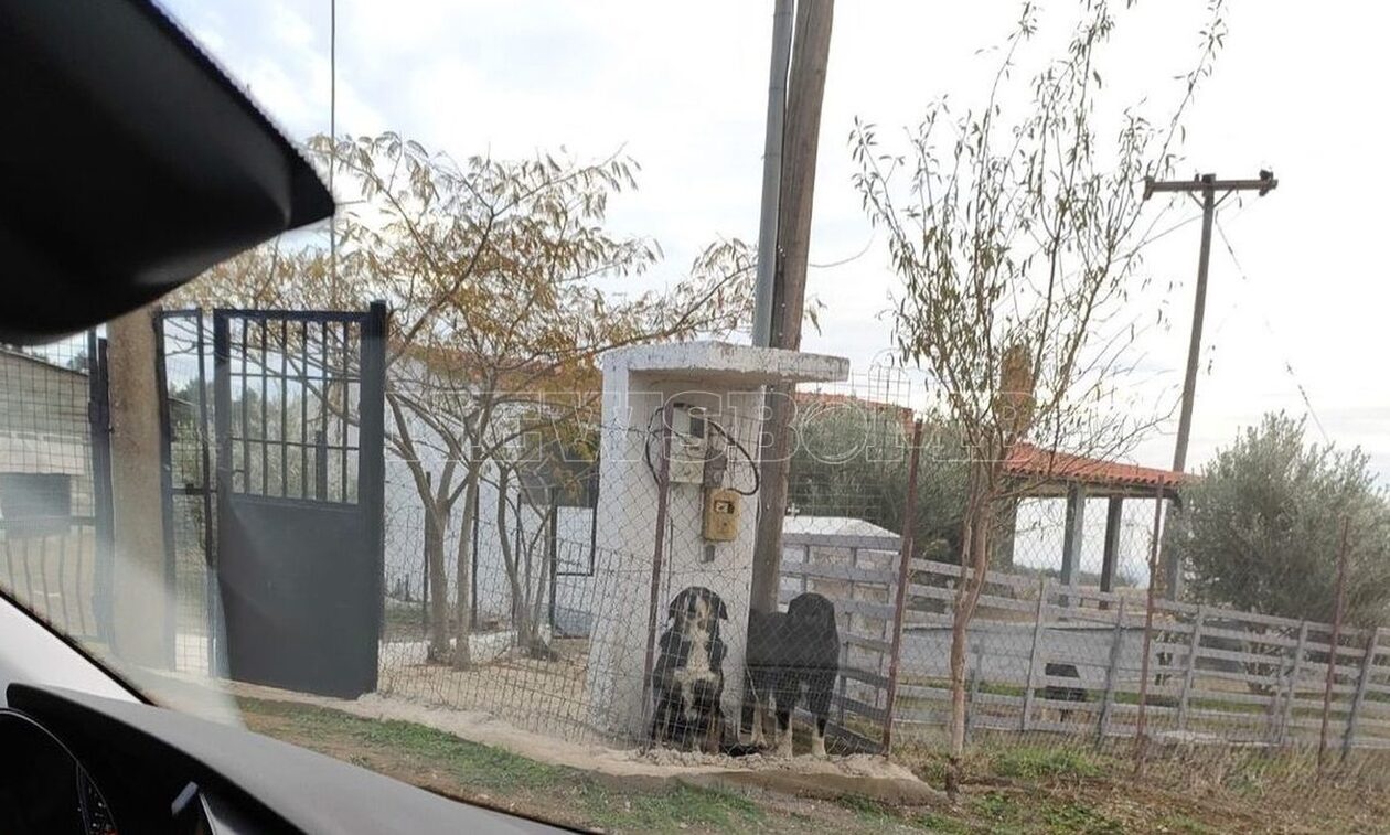 Θεσσαλονίκη: «Είχε μια μεγάλη δαγκωματιά στο λαιμό» -Μαρτυρία για την 50χρονη που σκότωσαν τα σκυλιά