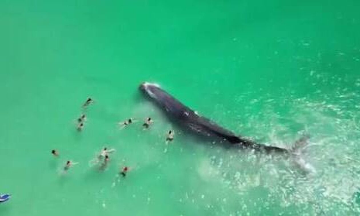 Αυστραλία: Πέθανε η φάλαινα που κολυμπούσε σε ακτή μαζί με ανθρώπους