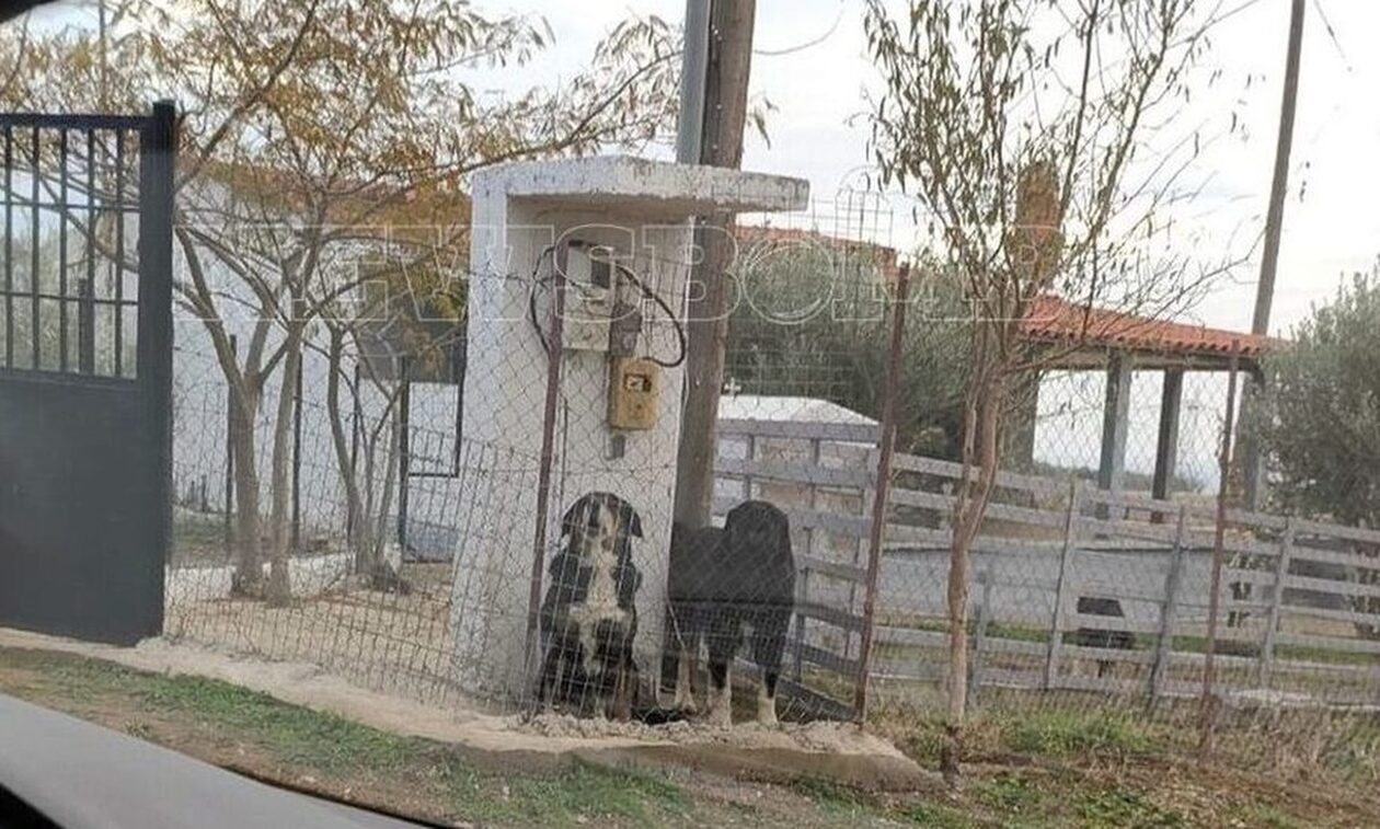Θεσσαλονίκη: Ελεύθερα χωρίς έλεγχο κυκλοφορούσαν τα σκυλιά που κατασπάραξαν την 50χρονη
