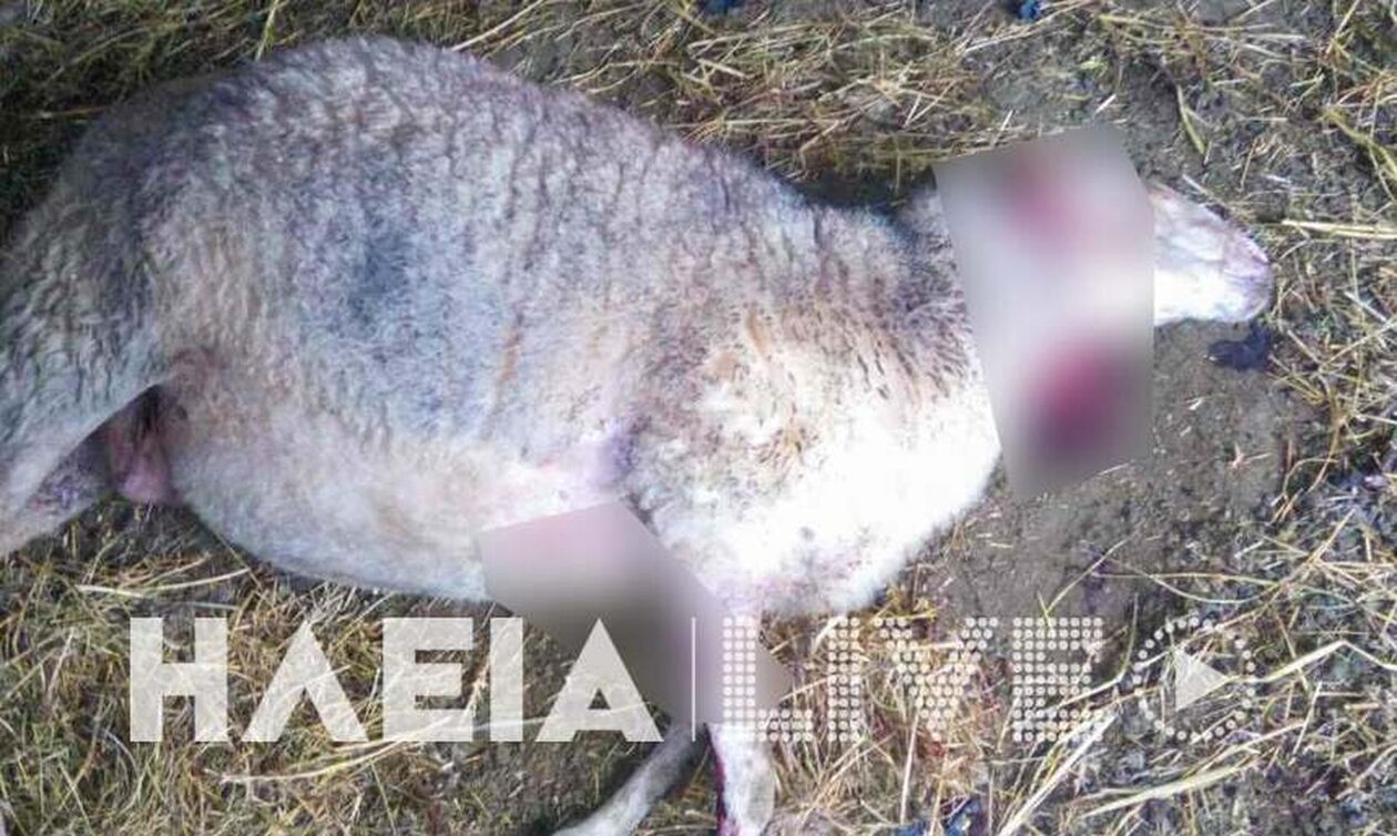 Ηλεία: Καταγγελία για νέο περιστατικό με σκυλιά - Επιτέθηκαν σε κτηνοτρόφο - Κατασπάραξαν πρόβατα