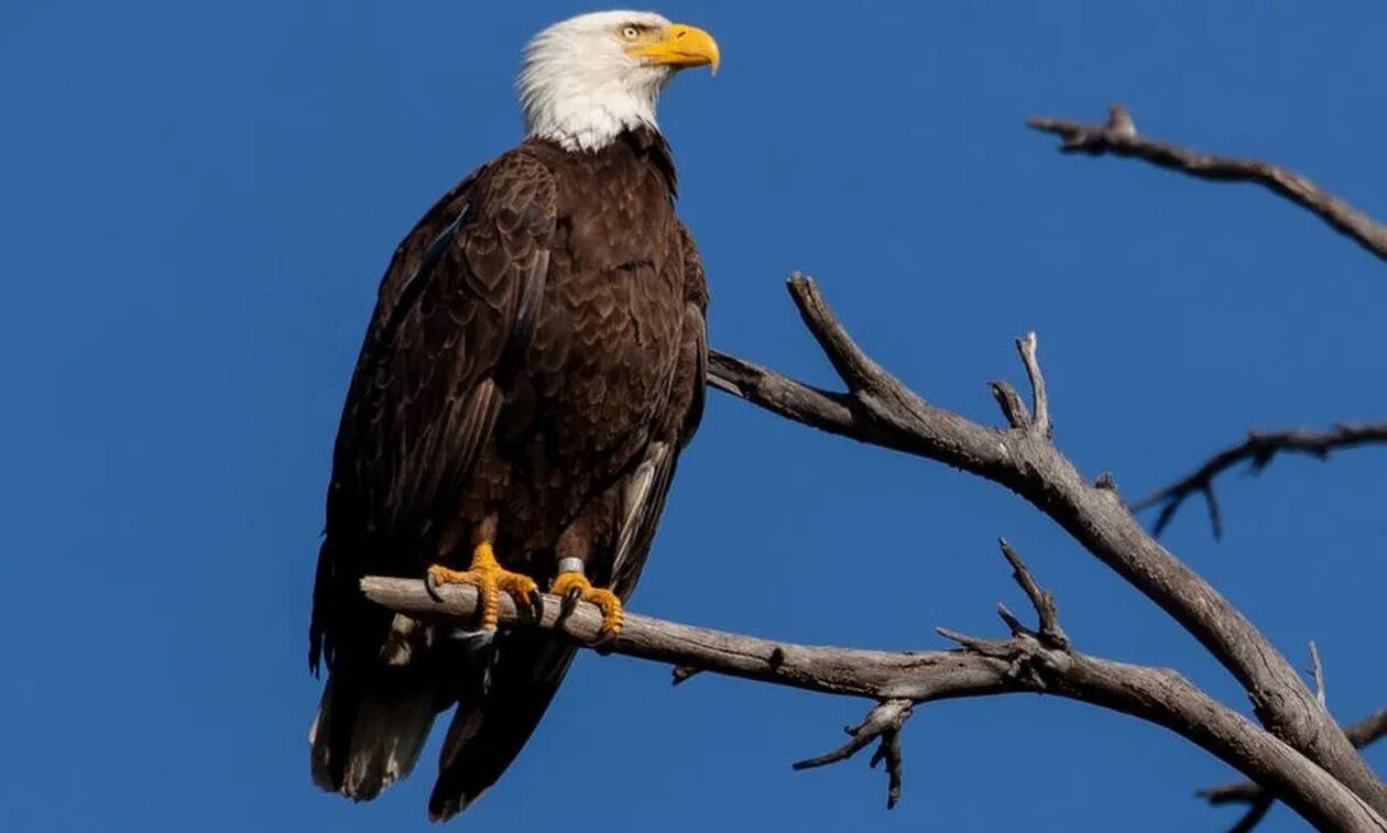 ΗΠΑ: Δύο άνδρες κατηγορούνται ότι σκότωσαν παράνομα 3.600 πουλιά συμπεριλαμβανομένων αετών