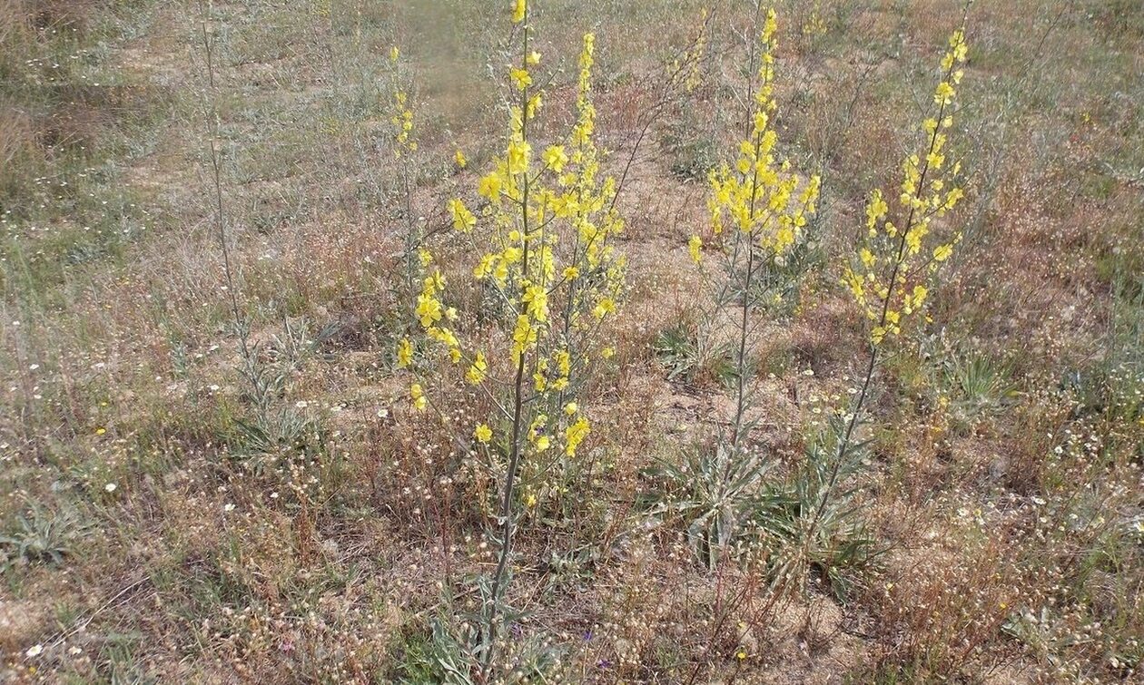Κιλκίς: Το μοναδικό κίτρινο λουλουδάκι της περιοχής τους «υιοθέτησαν» μαθητές και μαθήτριες