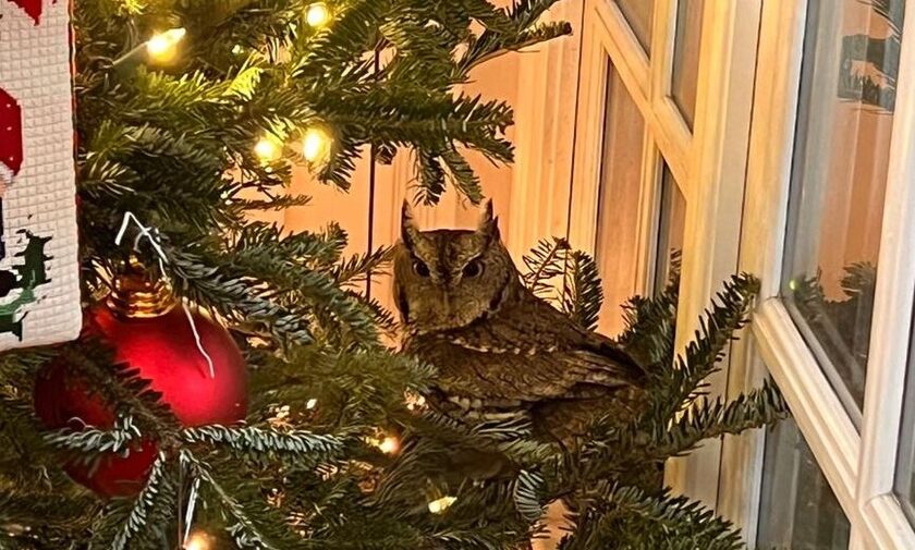 Κουκουβάγια βρήκε καταφύγιο μέσα σε Χριστουγεννιάτικο δέντρο