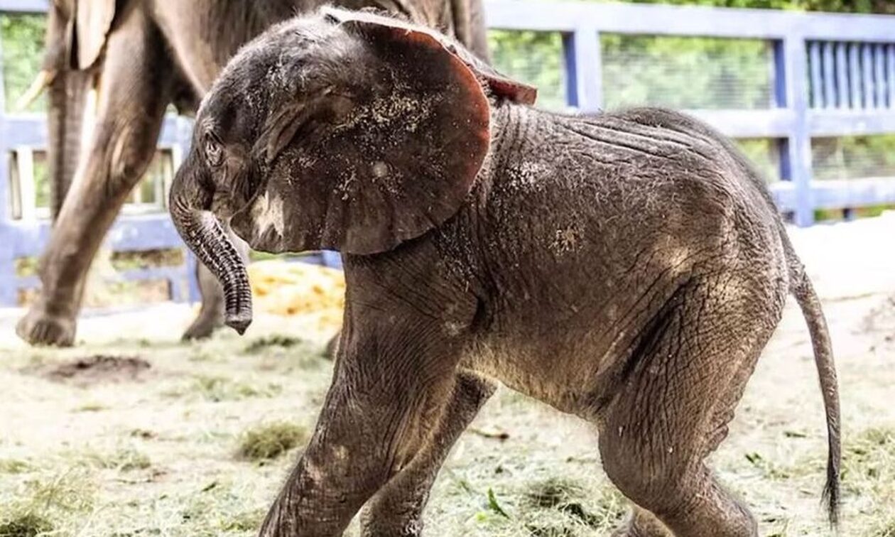 Φλόριντα: «Γεννητούρια» στο θεματικό πάρκο της Disney - Το πρώτο μωρό ελεφαντάκι μετά απο 7 χρόνια