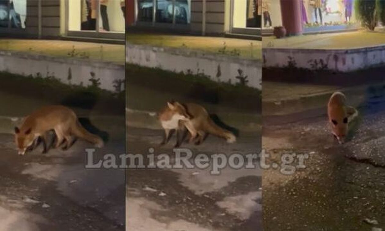 Φθιώτιδα: Αλεπού βγήκε βόλτα στη Λαμία