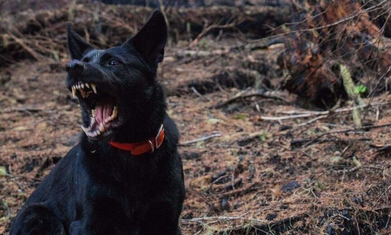 Πάτρα: Άγρια επίθεση σκύλου σε ηλικιωμένο - Αναζητείται ο ιδιοκτήτης του