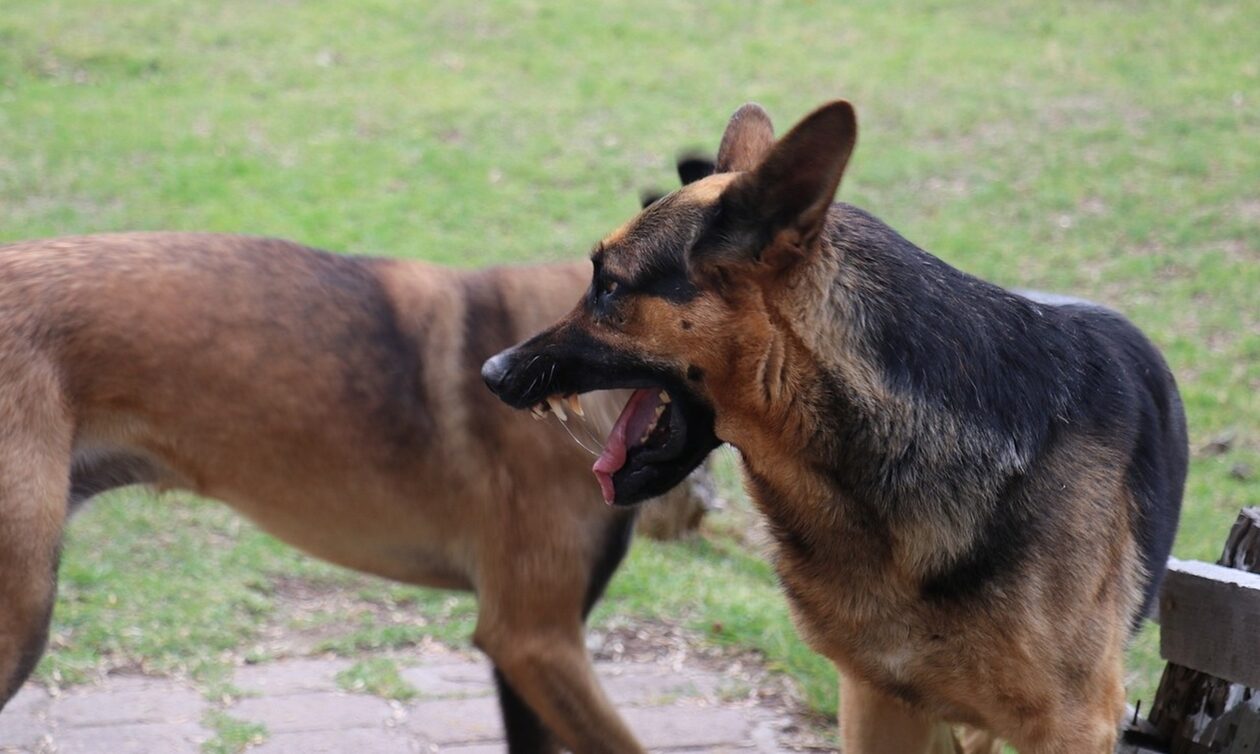 Σκύλος επιτέθηκε σε ηλικιωμένο στην Πάτρα: «Αν ήταν ένα παιδάκι, μια γυναίκα τι θα γινόταν;»