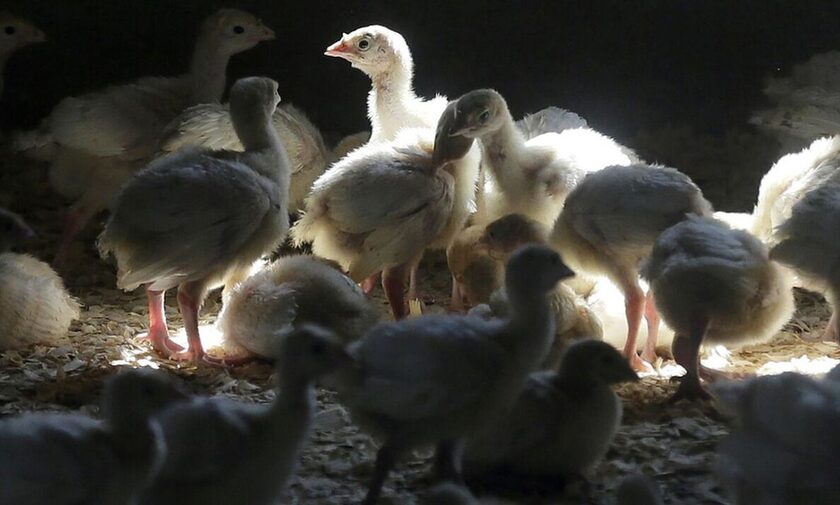 Γαλλία: Για πρώτη φορά εντοπίστηκαν κρούσματα της γρίπης των πτηνών σε εμβολιασμένες πάπιες