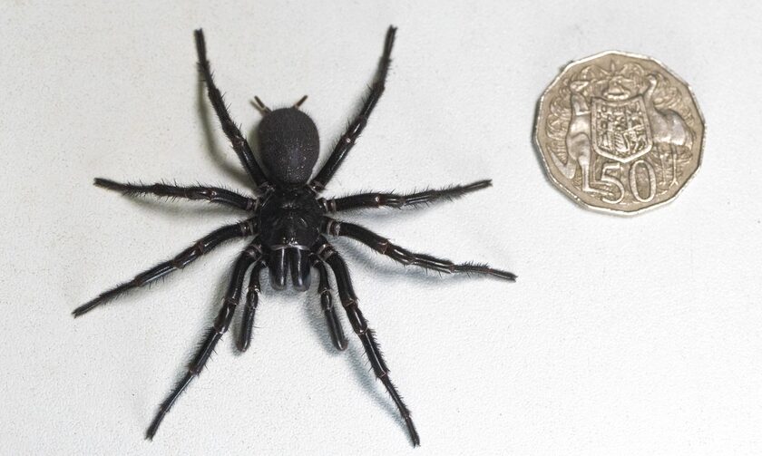 Αυστραλία: Αυτή είναι η μεγαλύτερη αρσενική και πιο δηλητηριώδης αράχνη στον κόσμο