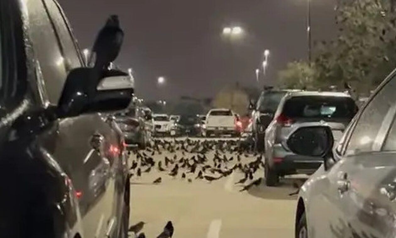 Σμήνος πουλιών κατέκλυσε πάρκινγκ στο Τέξας, σαν σκηνή βγαλμένη από ταινία του Χίτσκοκ