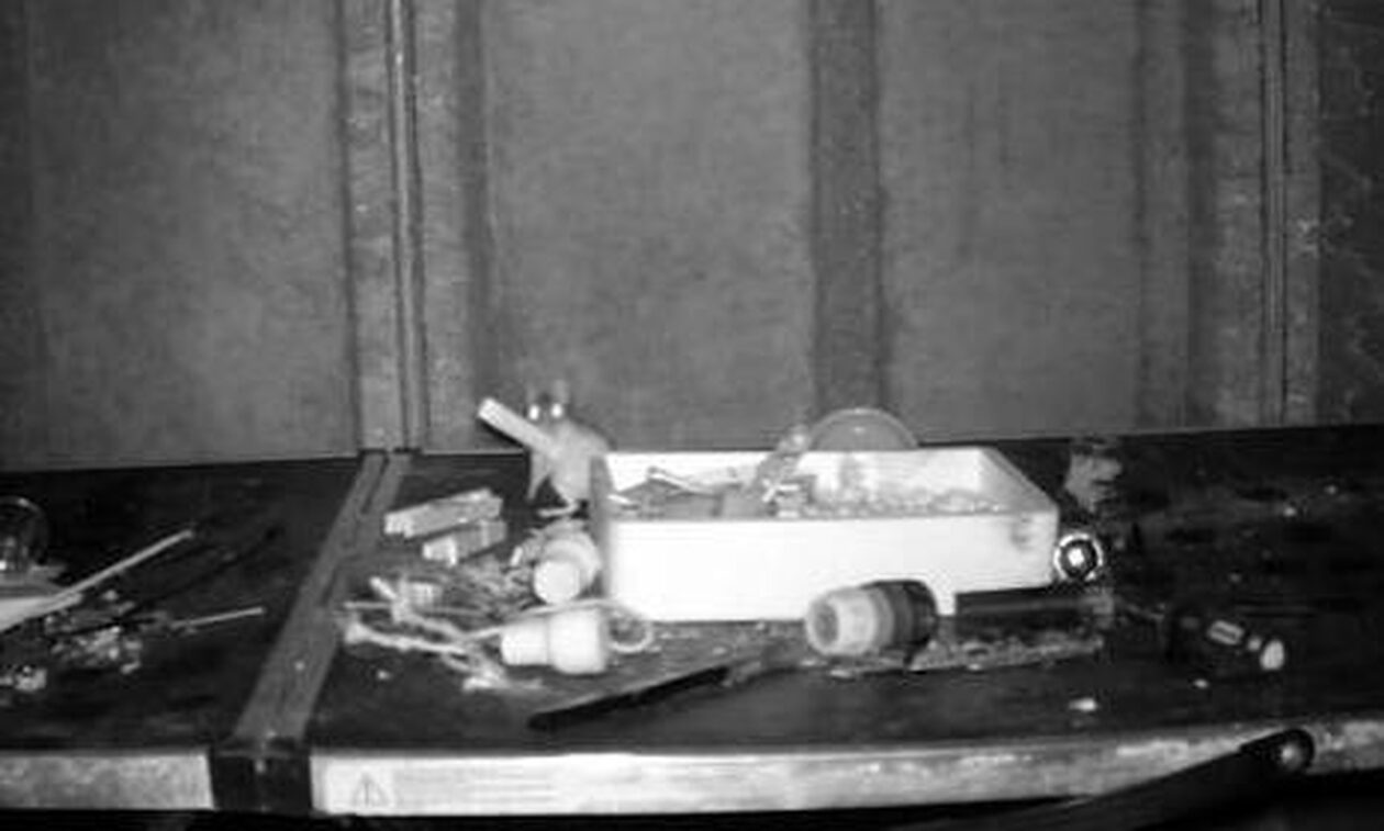 Μεγάλη Βρετανία: Νοικοκύρης ποντικός τακτοποιεί κάθε βράδυ τον εξοπλισμό φωτογράφου – Βίντεο