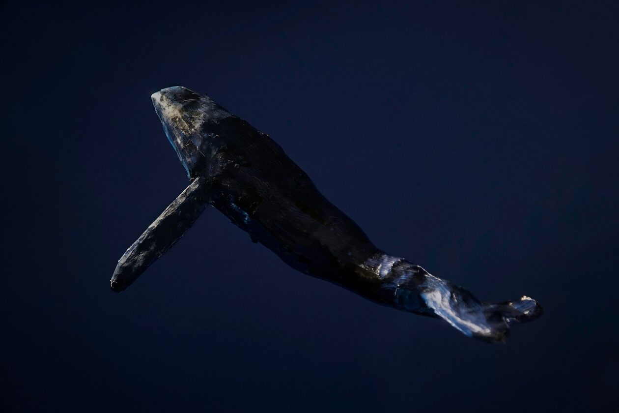 Αλάσκα: Ερευνητές «μίλησαν» για πρώτη φορά με φάλαινα στη γλώσσα της