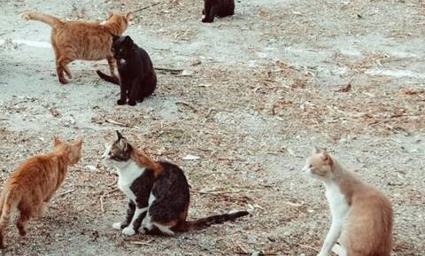 Φρίκη στην Κύπρο: Μαζικές δηλητηριάσεις γάτων στον Στρόβολο