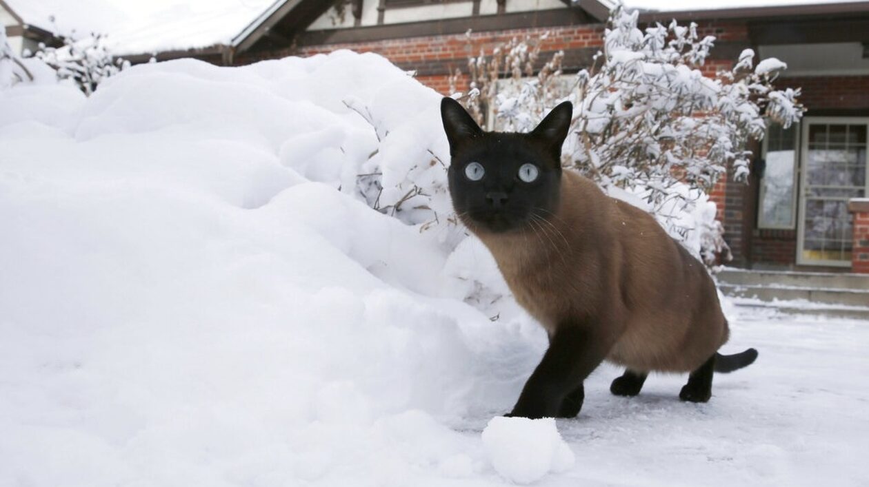 Αδέσποτες γάτες:  Πως θα τις προστατεύσουμε από τον χιονιά και το κρύο
