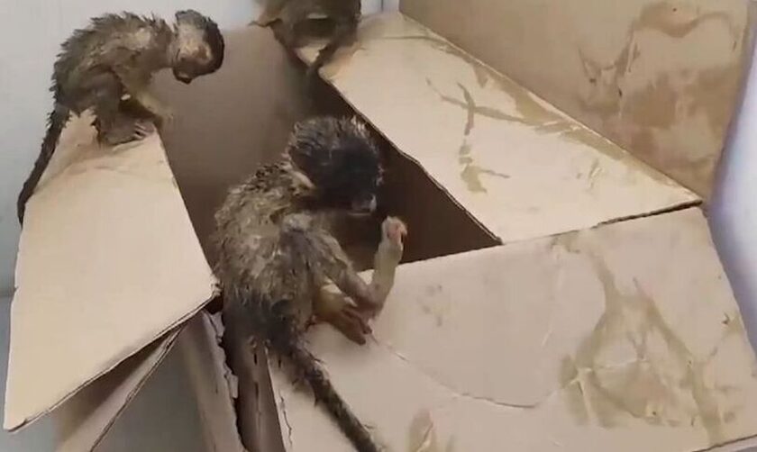 Πεινασμένες και αφυδατωμένες μαϊμούδες κατασχέθηκαν σε τελωνείο της Χιλής