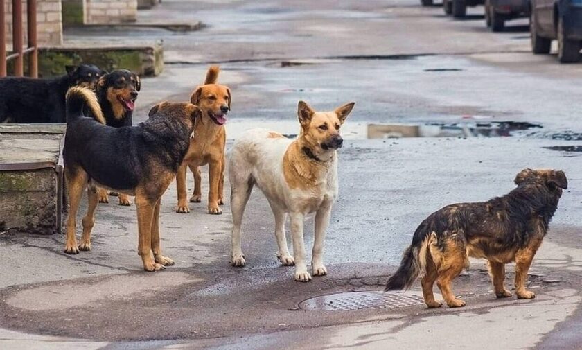Ιωάννινα: Αγέλες σκύλων έξω από το Πανεπιστημιακό Νοσοκομείο «σπέρνουν» τον τρόμο