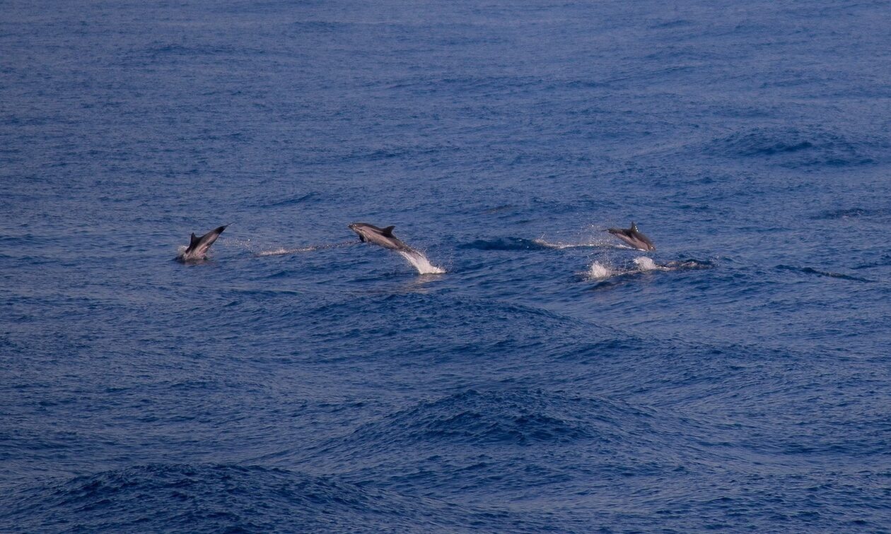 Πρωτοφανές μέτρο στη Γαλλία για την προστασία των δελφινιών - «Δεμένα» εκατοντάδες αλιευτικά