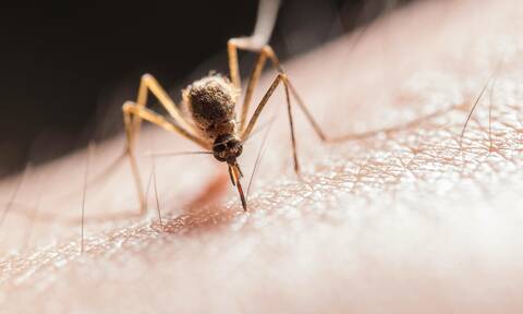 Βέλγιο: Εντοπίστηκε το κουνούπι «τίγρης» σε 25 περιοχές