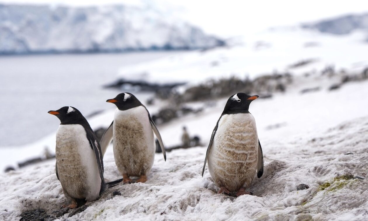 Aνταρκτική: Επιστήμονες εντόπισαν νέες αποικίες αυτοκρατορικών πιγκουίνων
