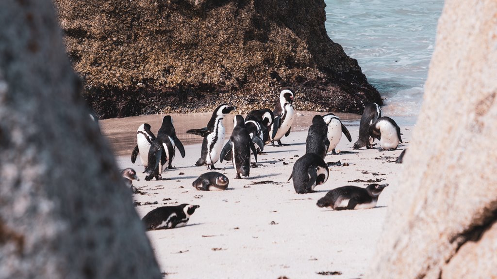 Mία επίσκεψη στους πιγκουίνους της παραλίας Boulders Beach είναι must!