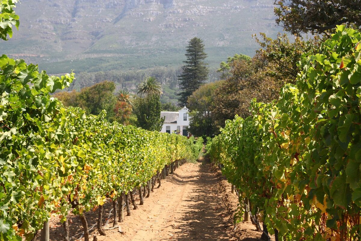 Mπορείτε να ανακαλύψετε τους αμπελώνες Constantia Winelands, στους πρόποδες του Table Mountain