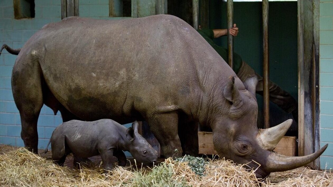 Γερμανία: Για πρώτη φορά γονιμοποίηση νότιου λευκού ρινόκερου - Ελπίδες για διάσωση του είδους