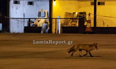 Αλεπού κάνει νυχτερινή περιπολία στα διόδια της Τραγάνας