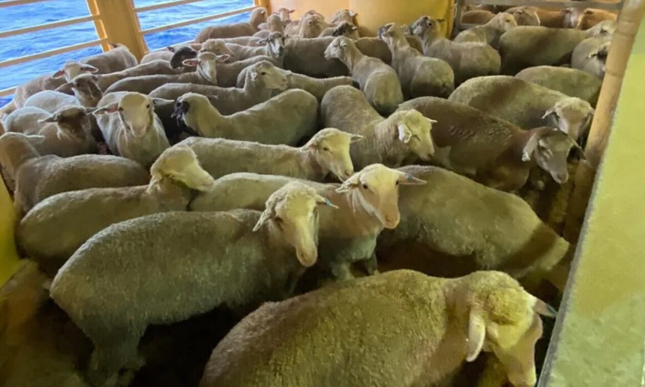 Ερυθρά Θάλασσα: 16.000 χιλιάδες πρόβατα και βοοειδή εγκλωβισμένα σε πλοίο - Αγωνία για την τύχη τους