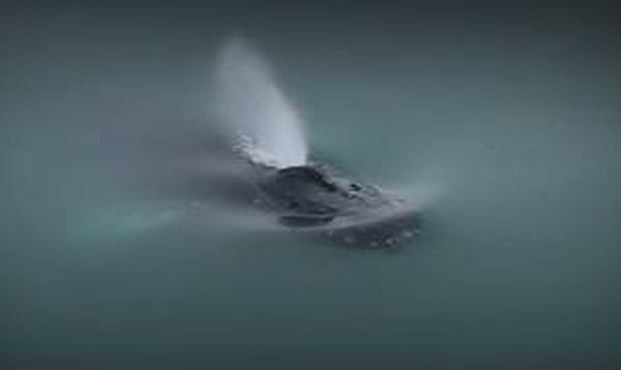Υπέροχο βίντεο: Μεγάπτερη φάλαινα-μωρό «υιοθετήθηκε» στην Ισλανδία