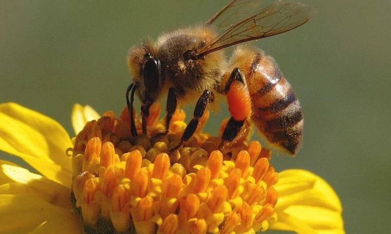 Η Βουλή δωρίζει 1.200 κυψέλες σε μελισσοκόμους που επλήγησαν από τα καιρικά φαινόμενα