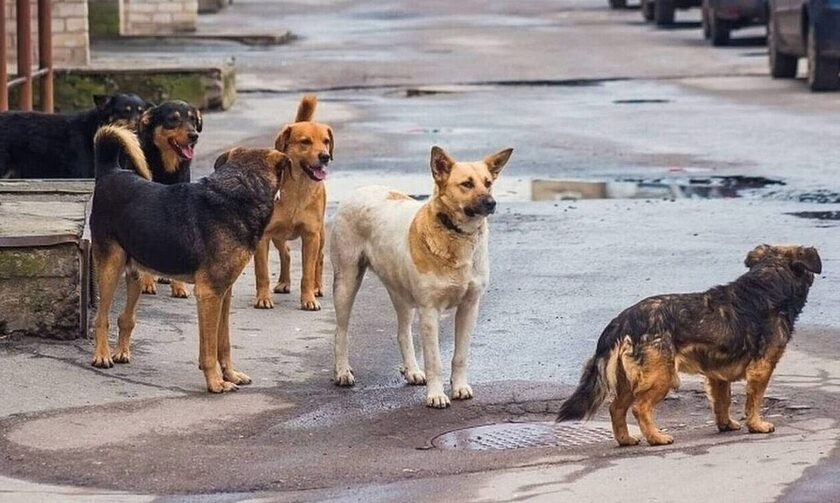 Ιωάννινα: Μάστιγα επιθέσεις σκύλων στους χώρους του πανεπιστημιακού νοσοκομείου