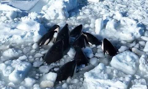 Ιαπωνία: Δεκάδες «φάλαινες δολοφόνοι» απεγκλωβίστηκαν από στρώμα πάγου - To κολύμπι στην ελευθερία