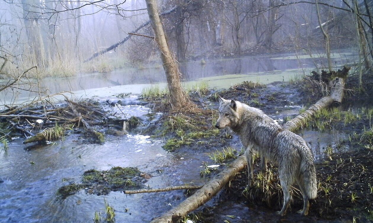 Οι μεταλλαγμένοι λύκοι του Τσερνόμπιλ «νίκησαν» τον καρκίνο