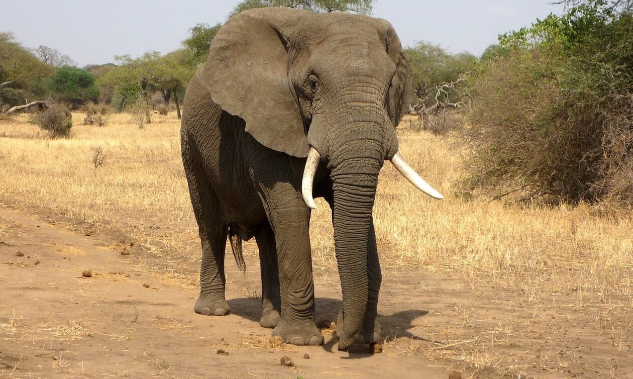 Νότια Αφρική: Πανικός με ελέφαντα που διέφυγε από Εθνικό Πάρκο