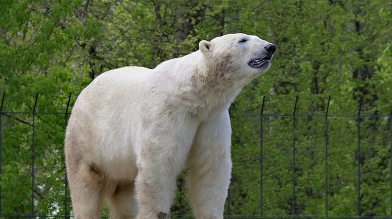 Λιμοκτονούν οι πολικές αρκούδες: Tα ζώα δυσκολεύονται να τραφούν λόγω κλιματικής αλλαγής