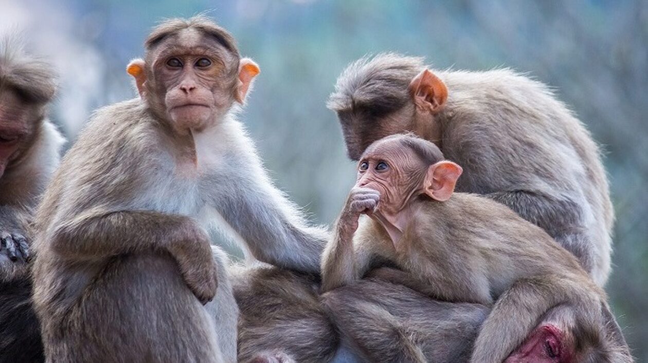 Οι πίθηκοι όπως και οι άνθρωποι αρέσκονται να πειράζουν ο ένας τον άλλον